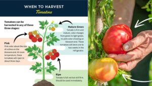 The optimal time to pick tomatoes is what horticulturists refer to as the breaker stage when 40-60% of the tomato’s surface has changed from green to its mature color
