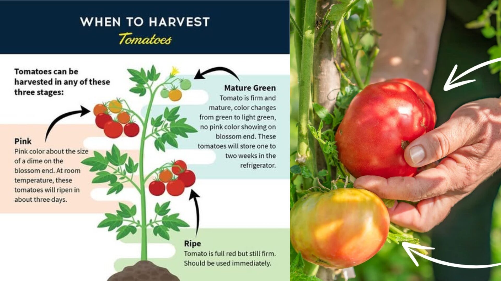 The optimal time to pick tomatoes is what horticulturists refer to as the breaker stage when 40-60% of the tomato’s surface has changed from green to its mature color