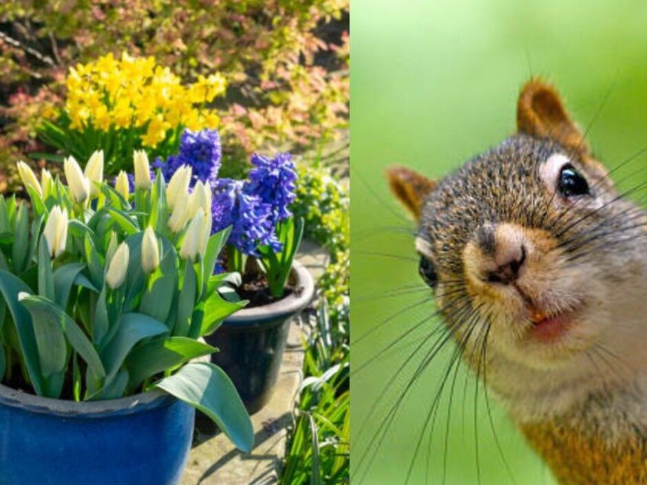 This guide explains why squirrels dig and the five proven methods that actually stop them in Vancouver and the Lower Mainland.