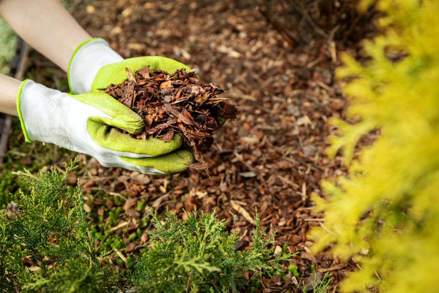 The right types of mulch for vegetable gardens can reduce weeds, save water, build organic matter and protect your soil for years.