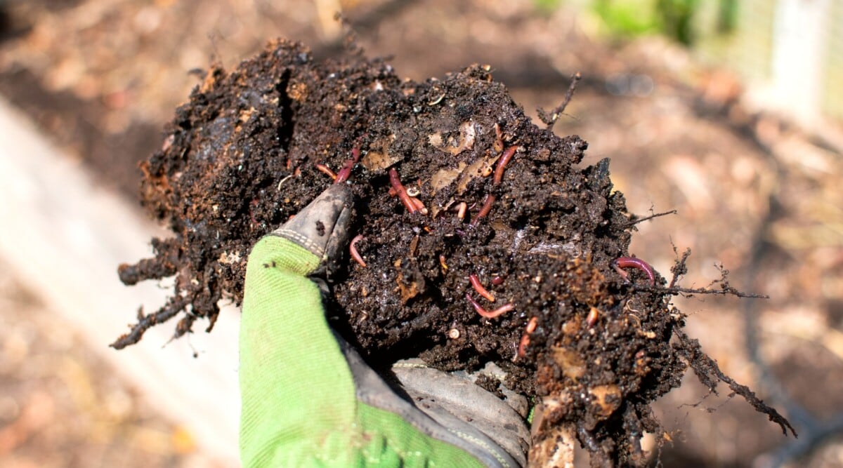 Vermicomposting is one of the most efficient and sustainable ways to recycle food waste at home