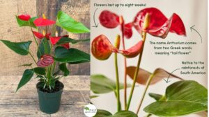 Whether you are a beginner or an experienced gardener, mastering anthurium plant care will reward you with vibrant foliage and continuous flowering.