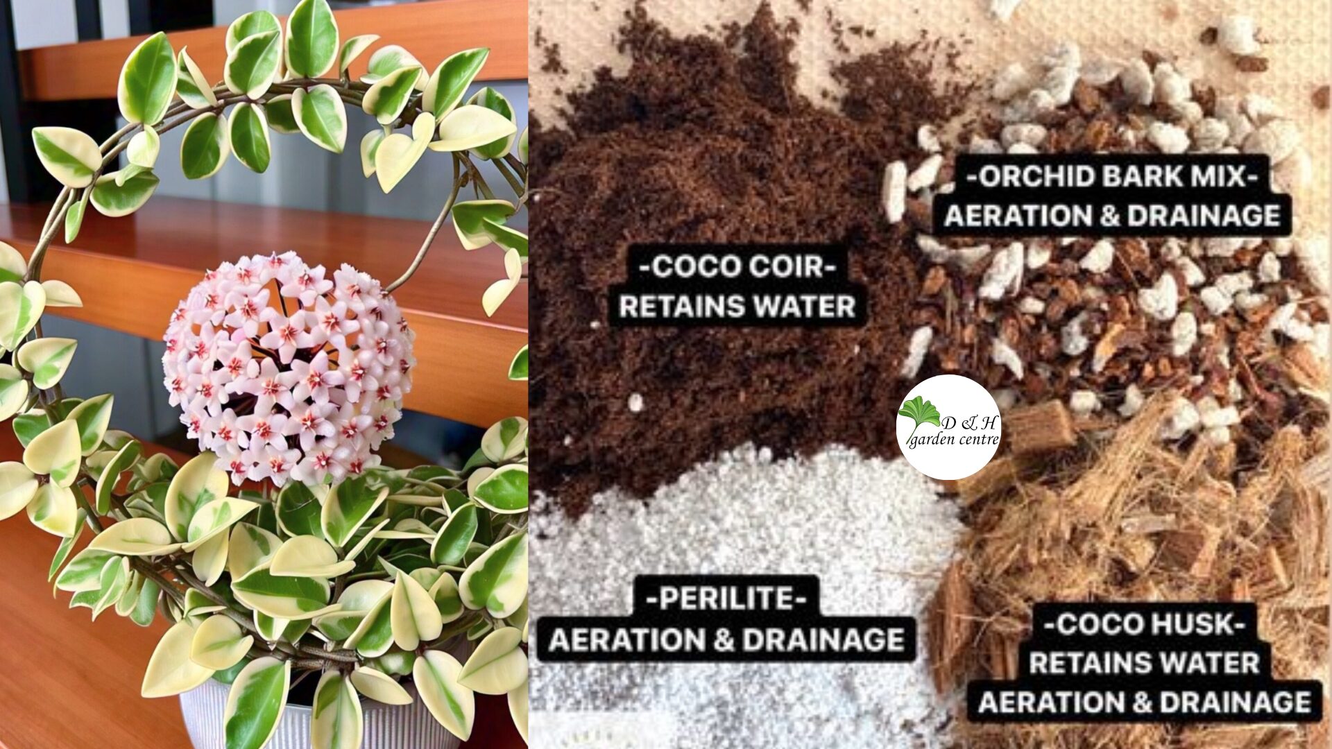 Never fertilize into dry soil. Always water first, then fertilize. That is standard hoya plant care, winter or not, because it reduces the risk of root burn.