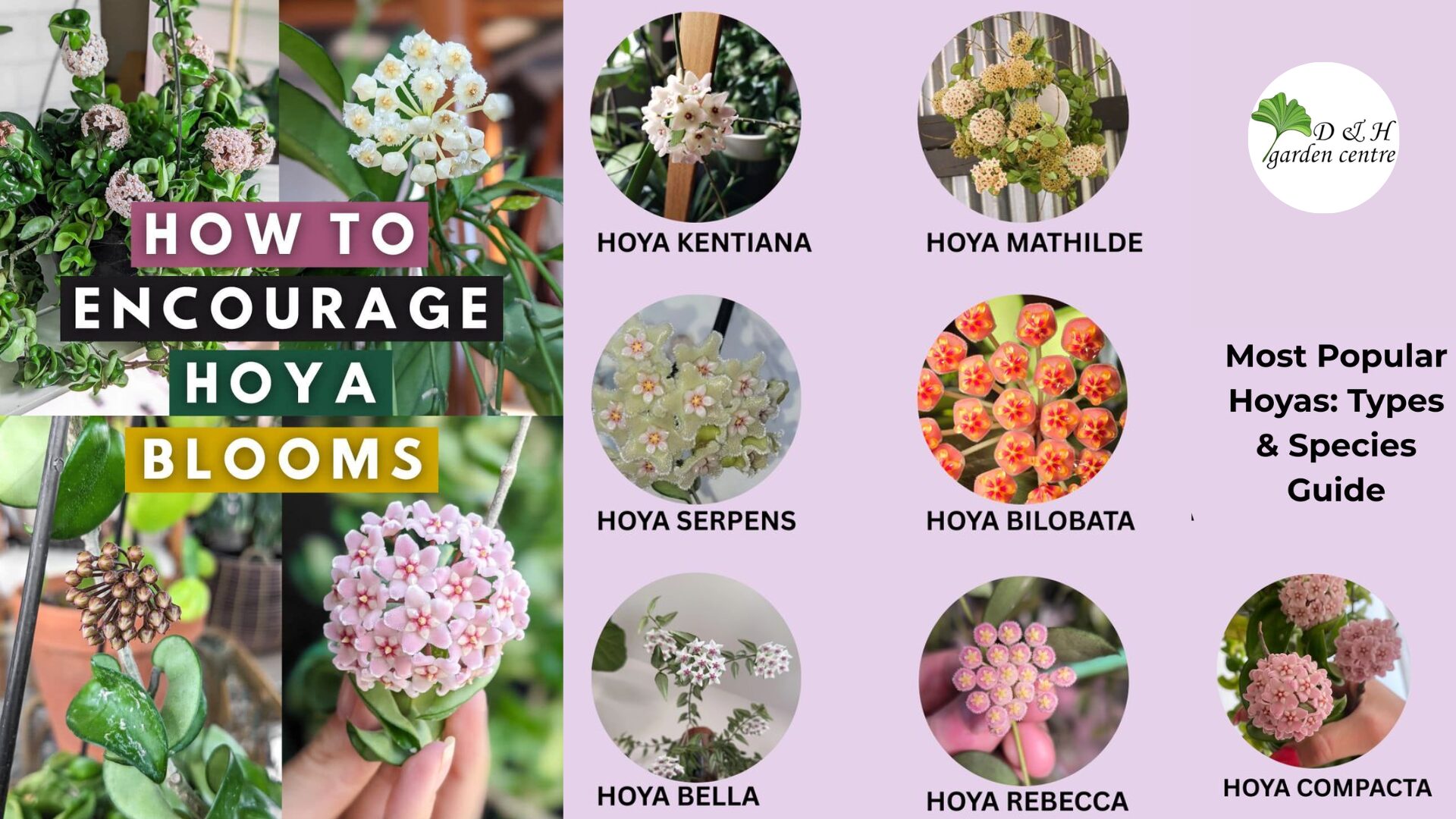 Not all Hoyas are equal in winter.