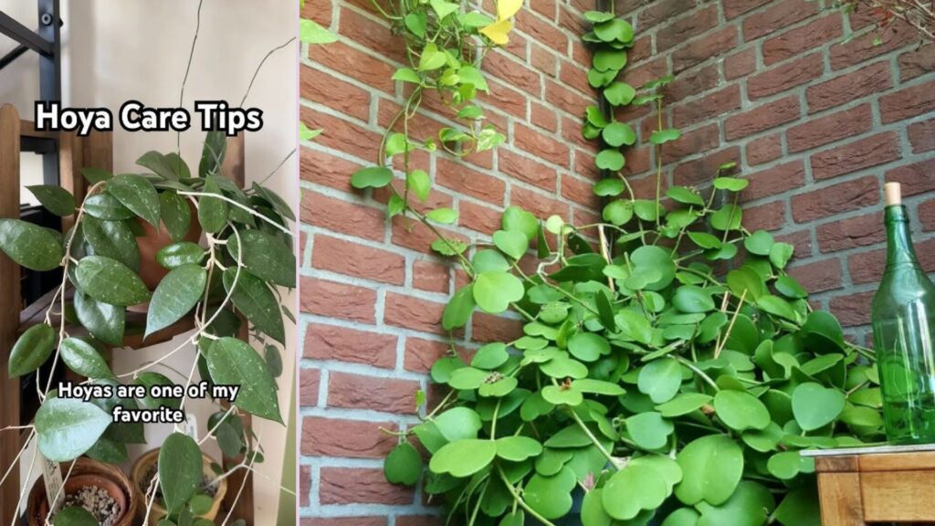 That is why hoya plant care in winter is its own topic, not just a footnote under general Hoya care. Light levels drop, temperatures fluctuate, heaters dry the air, and watering habits that worked in July suddenly cause root rot in January.
