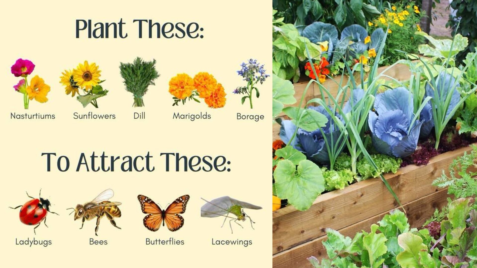 Use Companion Planting to Attract Beneficial Insects