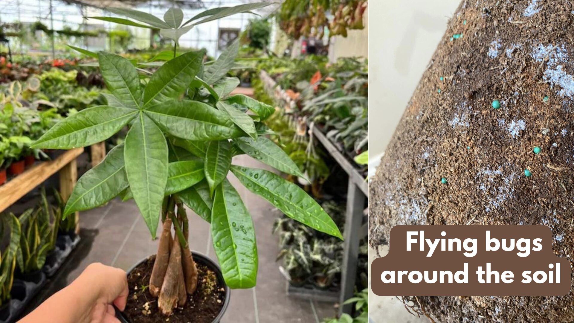 If you see flying gnats when you shake the money tree plant, keep looking