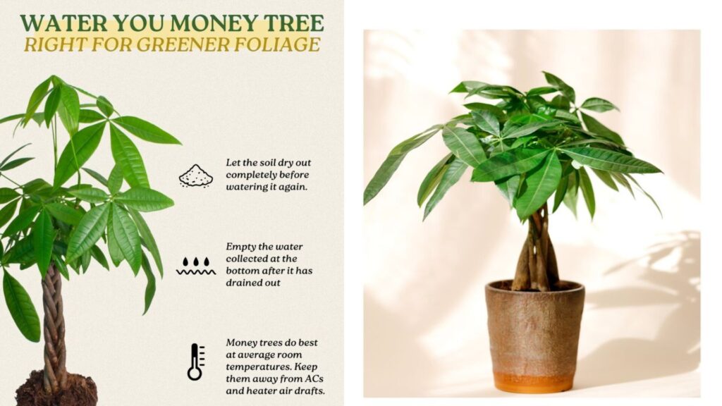 how to care for a money tree the right way, based on professional grower insight and real-world experience.