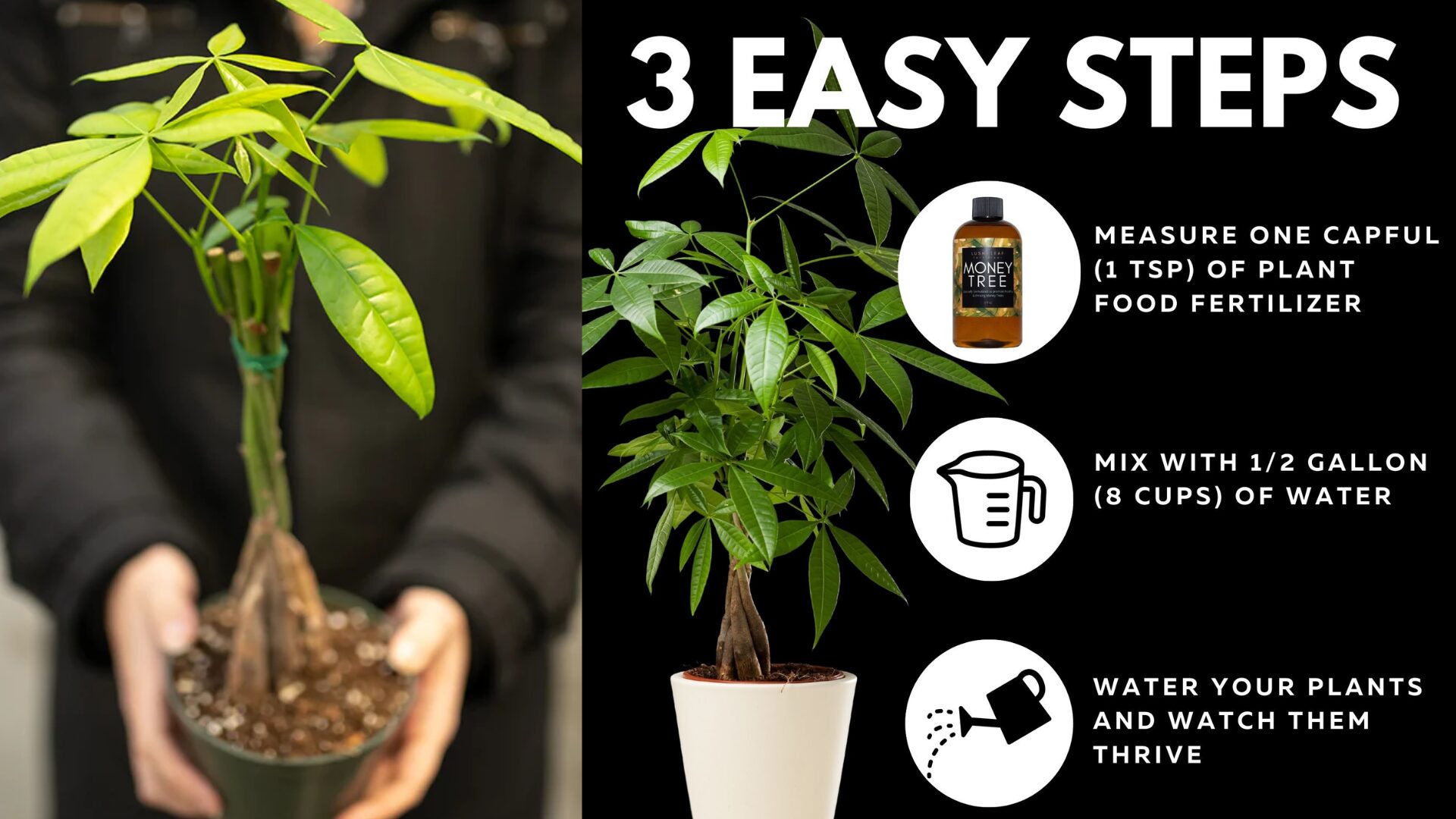 Fertilizing Your Money Tree: What to Use and How Often
