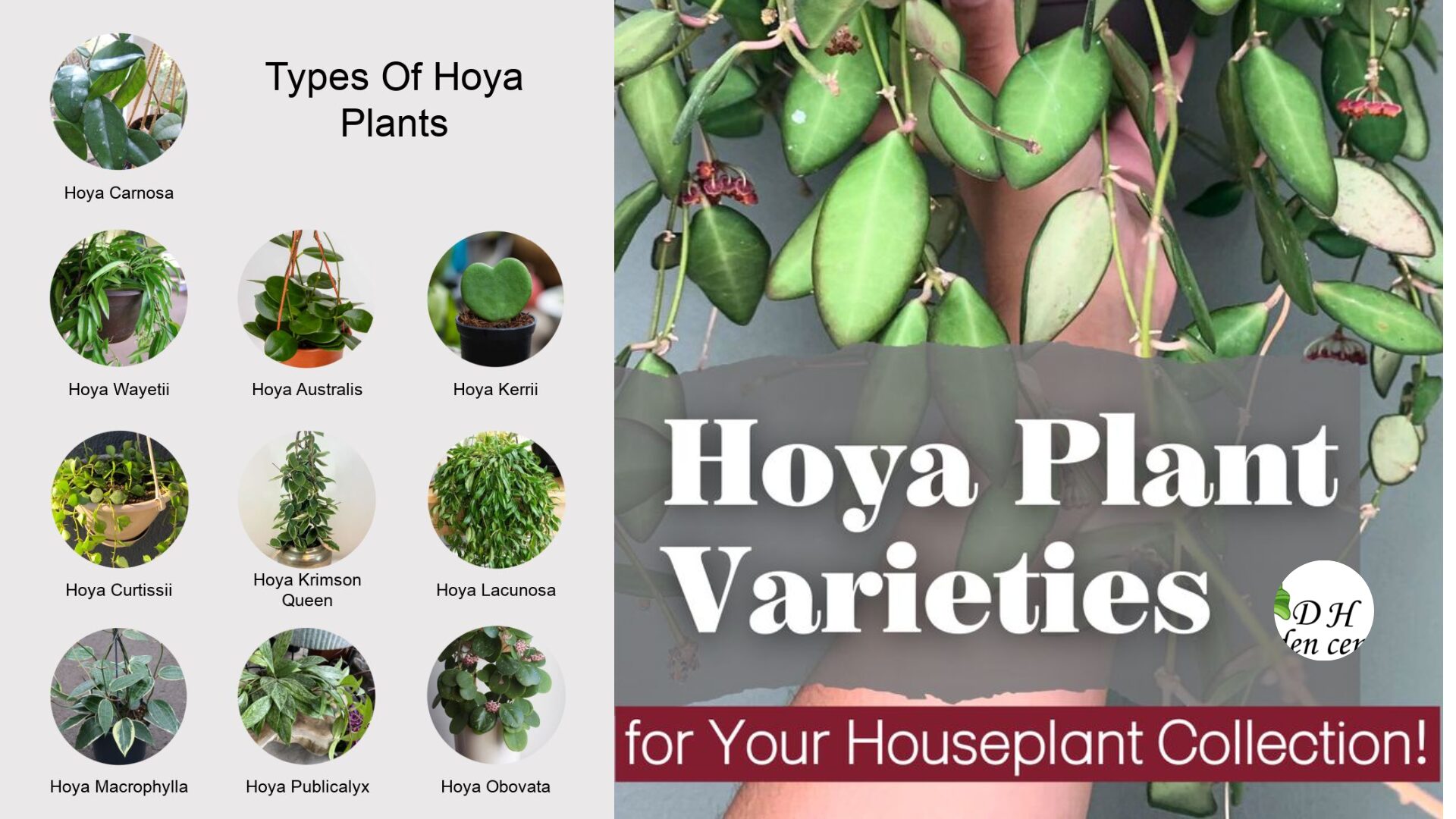 It is better to underwater a bit than overdo it. Hoyas are tough and can bounce back from mild drought much easier than from rotted roots.