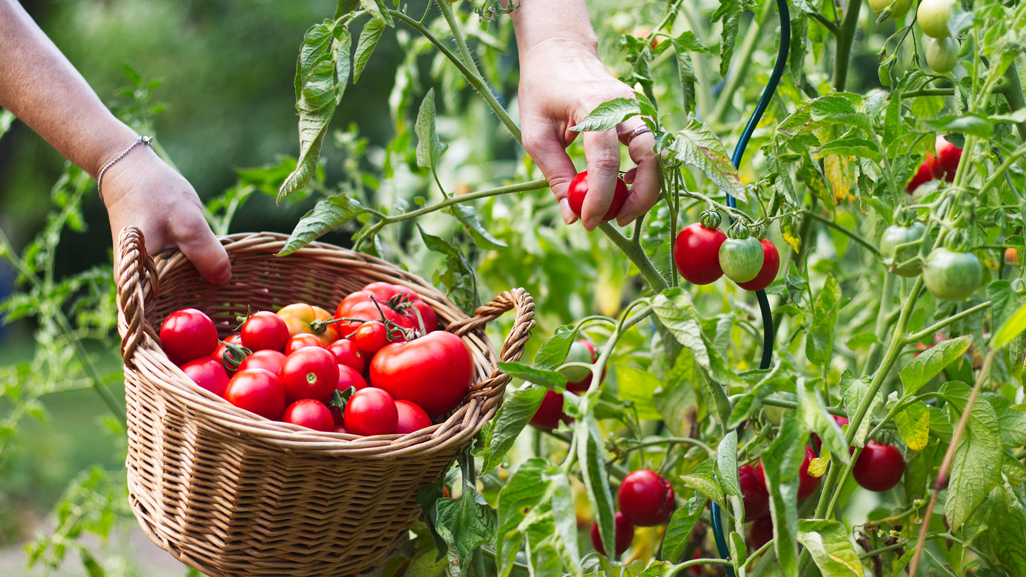 “When is the best time to pick my tomatoes?”