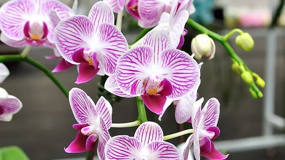 Why Traditional Orchid Potting Often Fails at Home