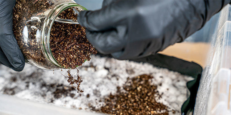 This step transforms the colonized manure into a mushroom-fruiting environment.