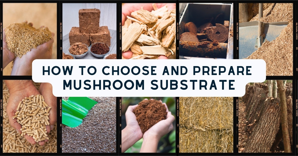 how to choose and prepare mushroom subtrate