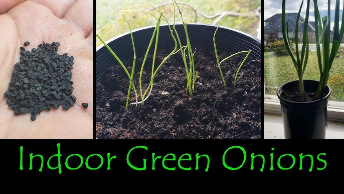 how to grow green onions from seeds in Canada