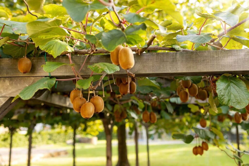 how to grow kiwi at home