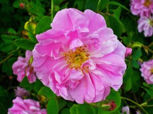 how to propagate damas rose from cuttings