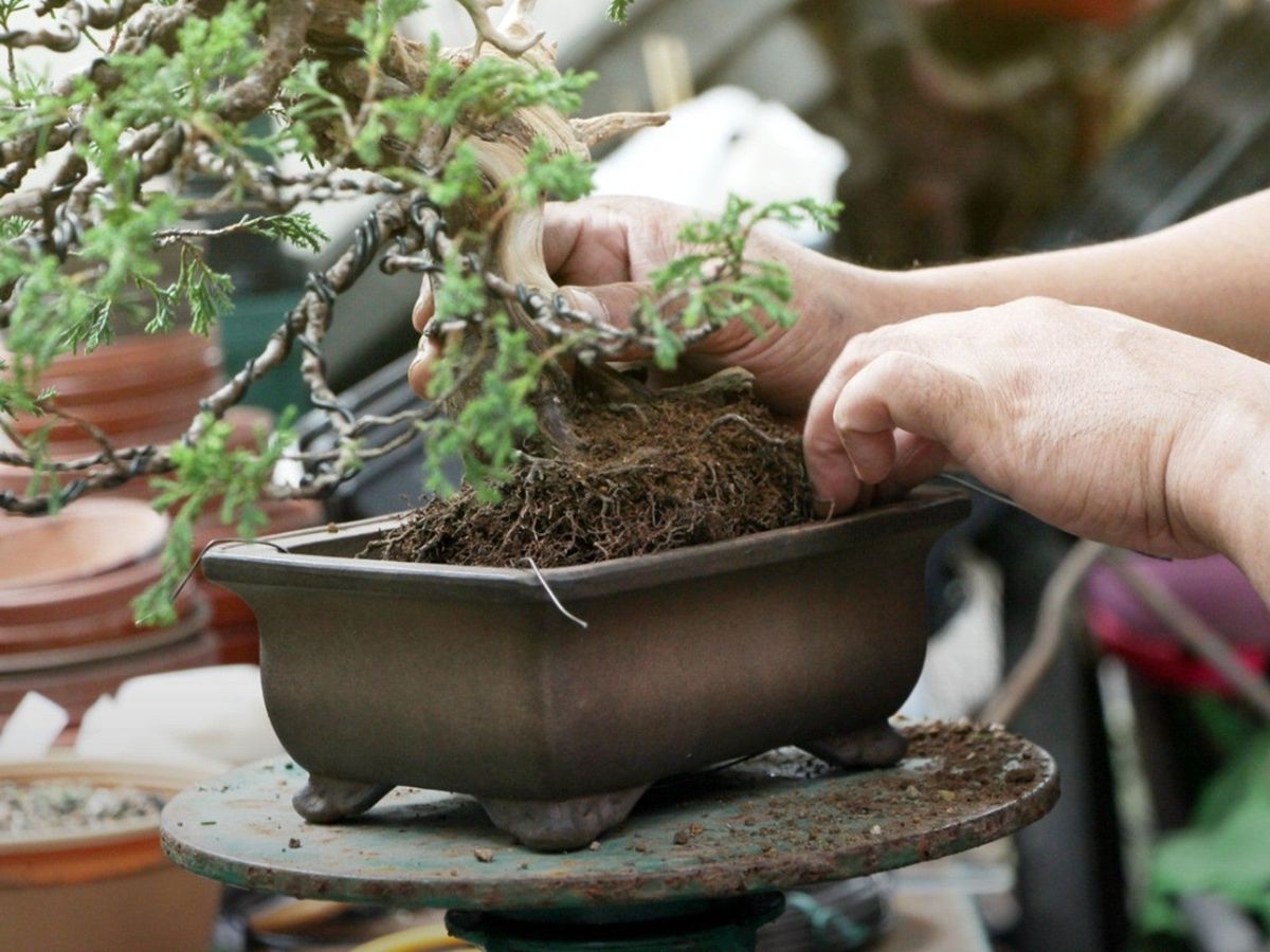 One of the most destructive bonsai beginner mistakes is repotting a tree at the wrong time.