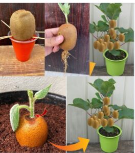 How to Grow Kiwi from Seeds in Canada: A Step-by-Step Guide