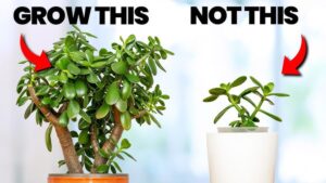 Propagating Jade Plants from Cuttings