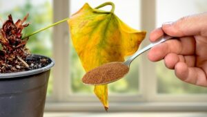 How to Revive a Dying Anthurium Naturally: A Step-by-Step Rescue Guide