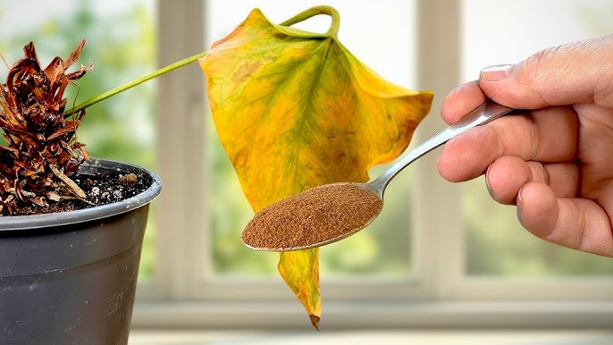 How to Revive a Dying Anthurium Naturally: A Step-by-Step Rescue Guide