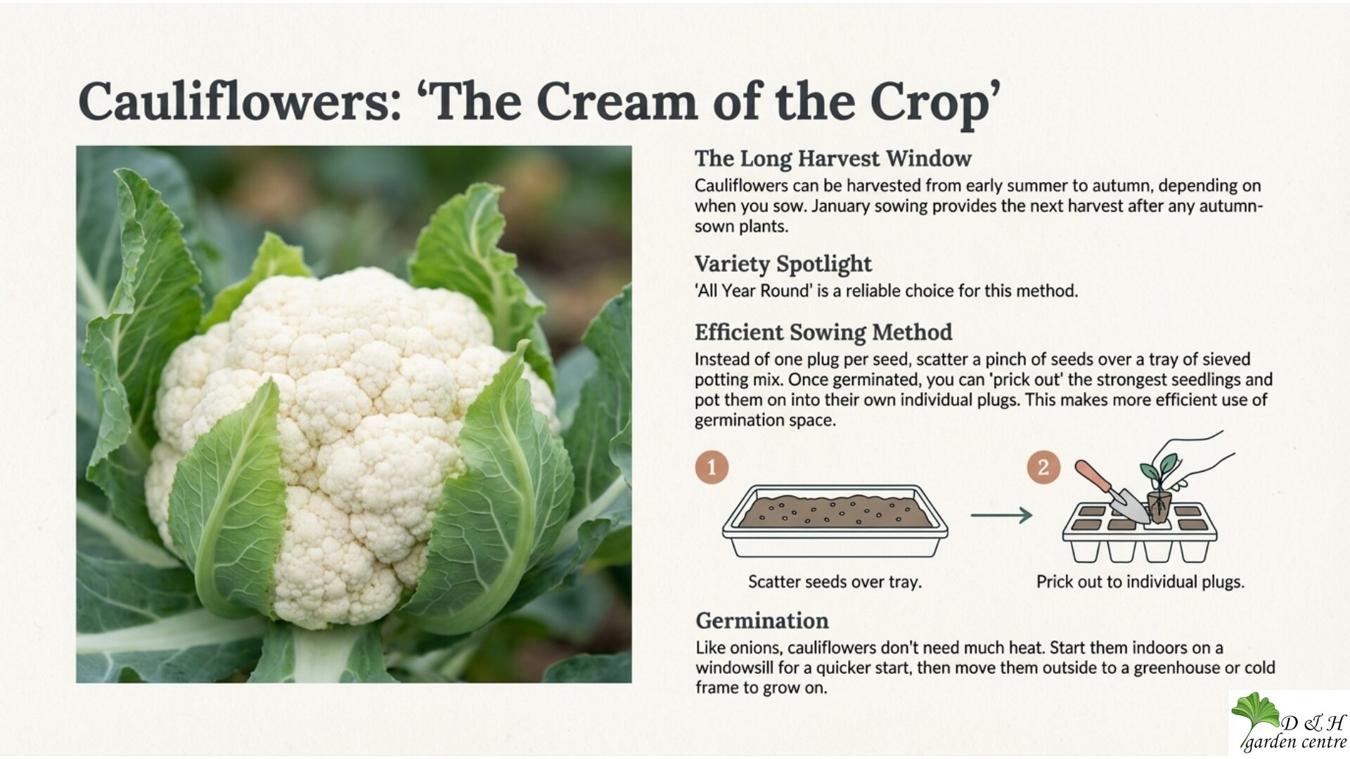 Brassicas are ideal candidates for winter sowing. They germinate at low temperatures and grow steadily without excessive heat.