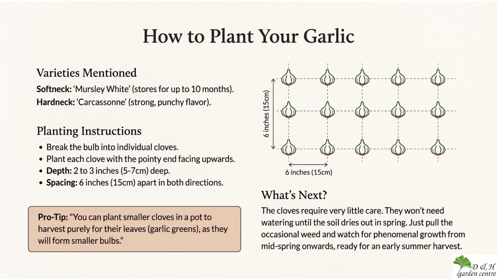 Garlic requires minimal care through winter. Growth accelerates in spring, leading to harvest in early summer.