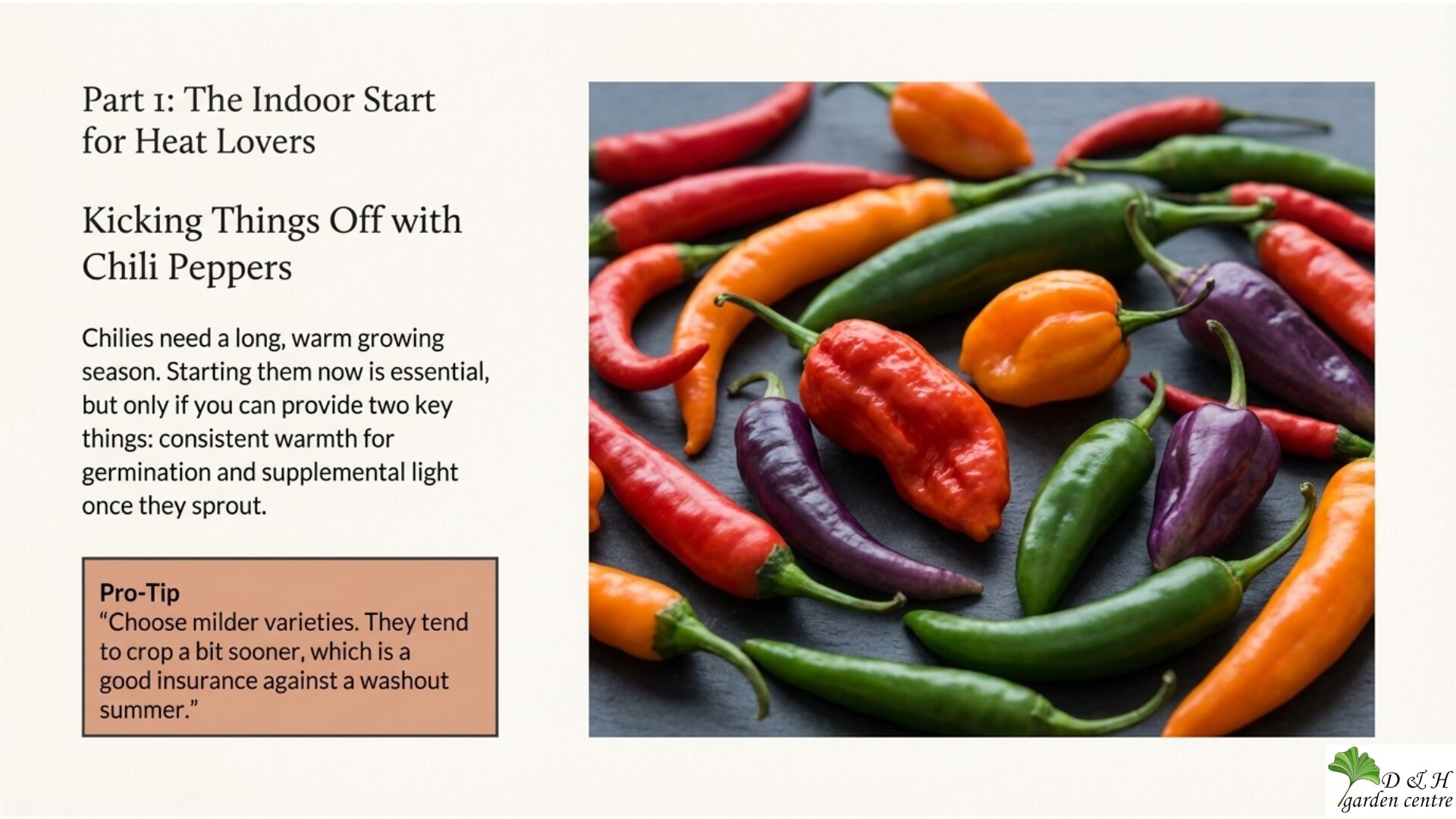 Milder chilli varieties are especially suitable for early sowing because they mature faster.