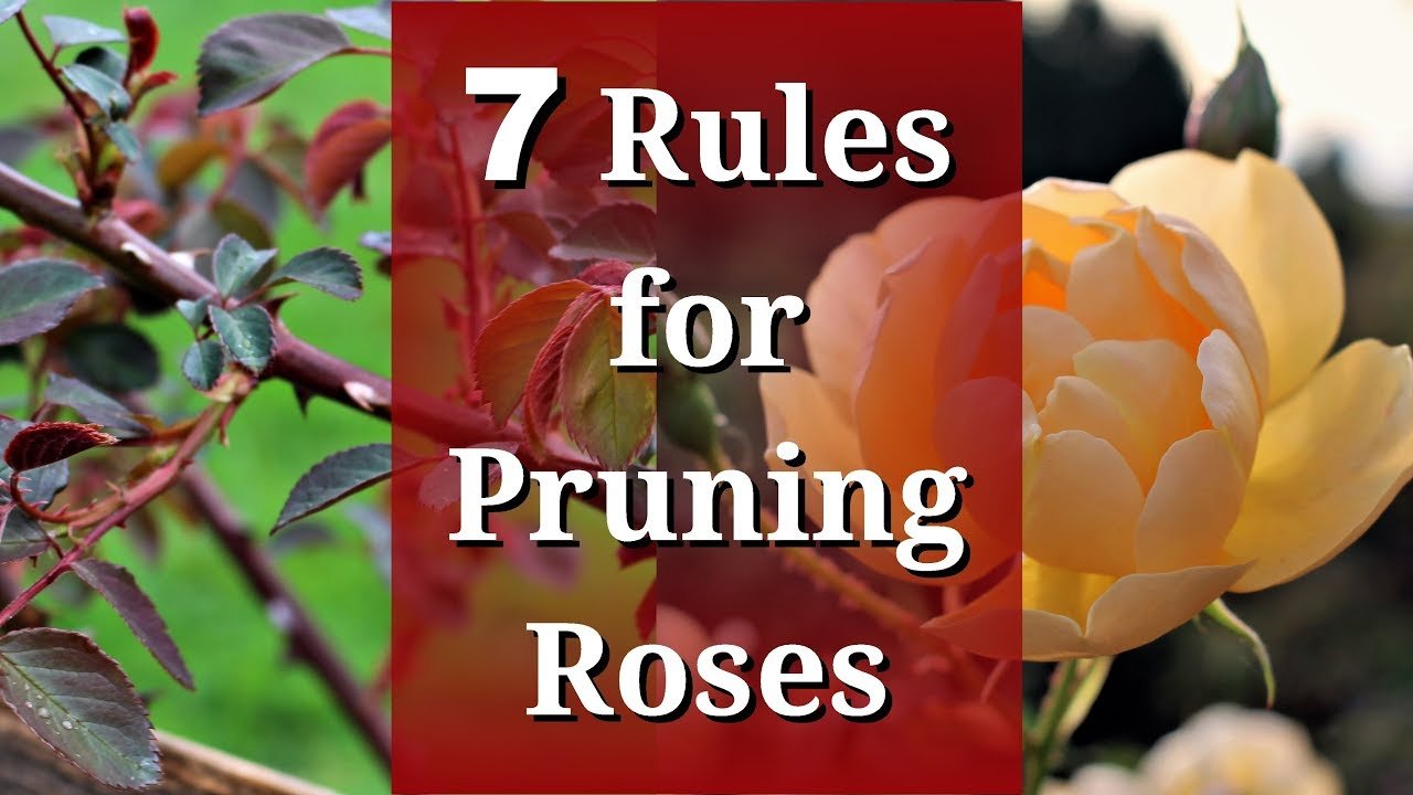 Rose Pruning for Beginners: 7 “Rules” Explained (What to Follow, What ...