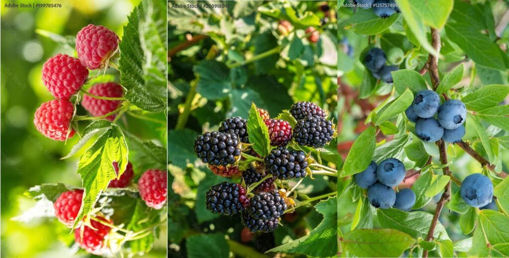 How to Prune Raspberries and Blackberries for Maximum Harvest