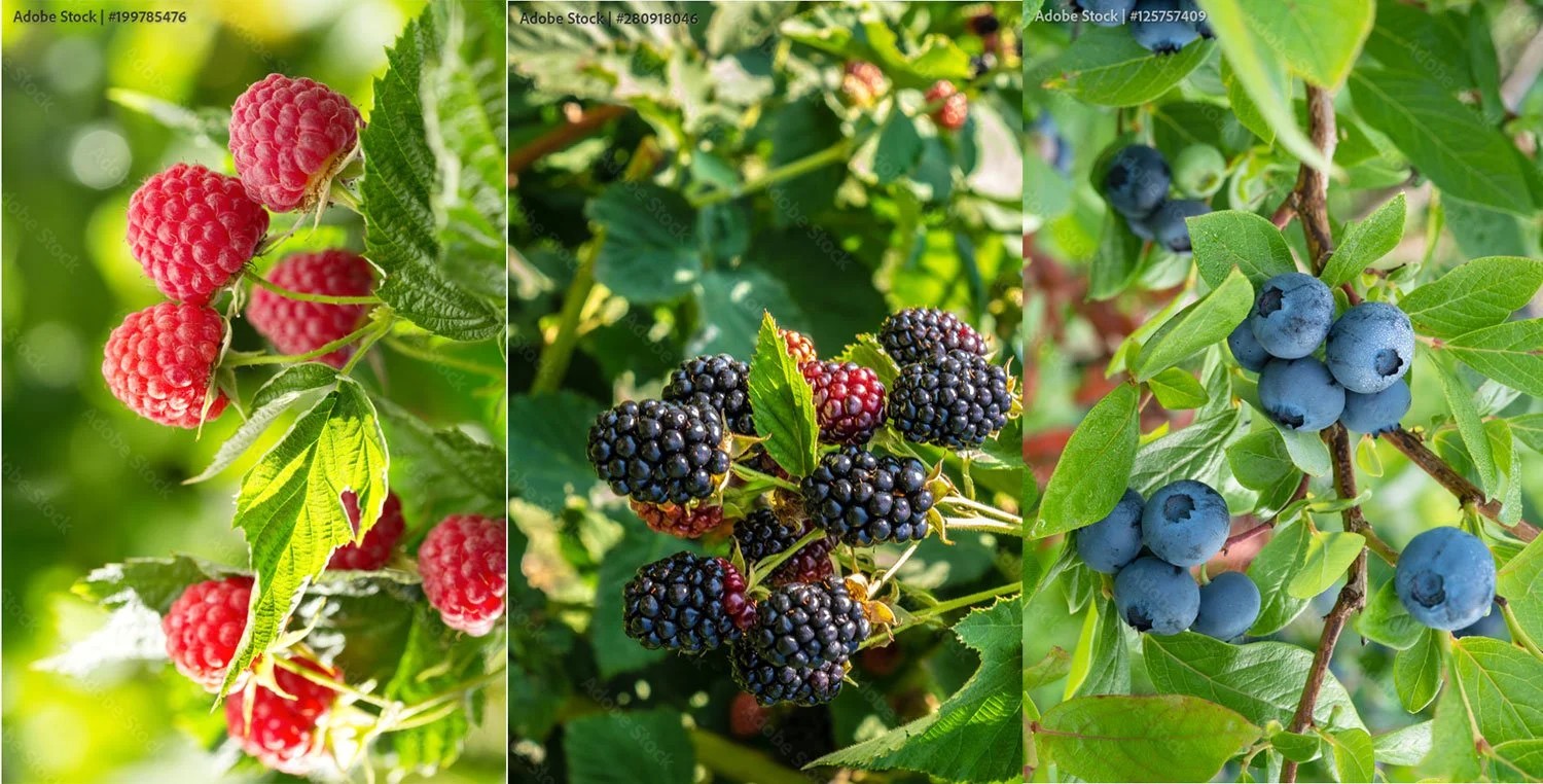 How to Prune Raspberries and Blackberries for Maximum Harvest