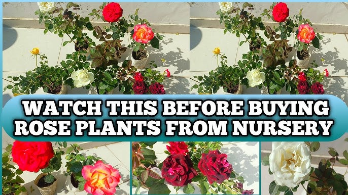 Rose Care Guide: From Buying Roses to Deadheading, Pruning, and Fertilizer (Expert Method)