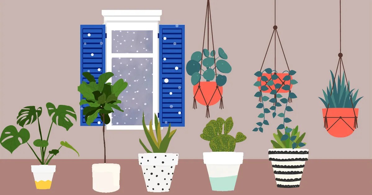 Most houseplants that die in winter are not thirsty.They are slowly drowning.