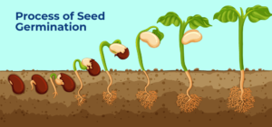 Plant Lesson #3 – Why Seedlings Fail Before They Ever Reach the Garden