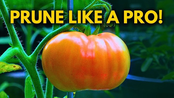 This guide explains why tomato pruning works, when it matters, and how to prune correctly based on the type of tomato you are growing.