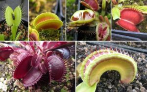 Venus flytraps originate from a very narrow region of coastal North and South Carolina.
