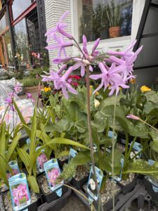Water Plants in Vancouver: