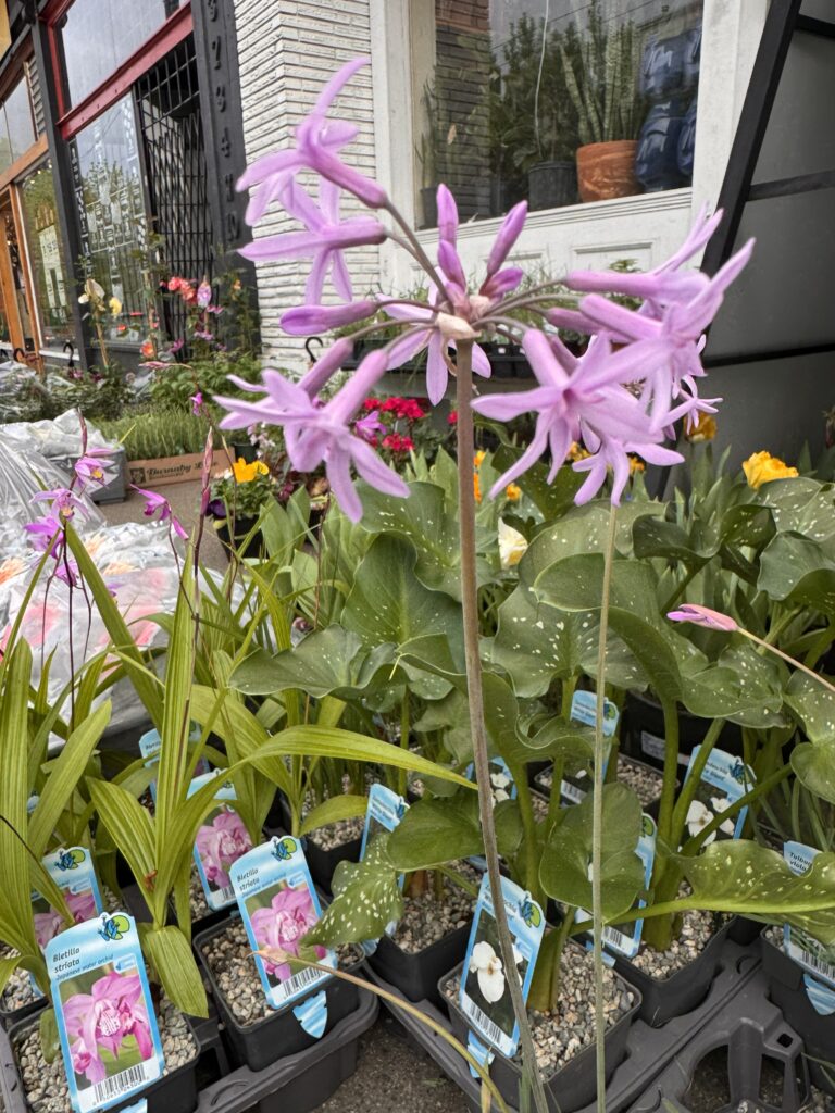 Water Plants in Vancouver: