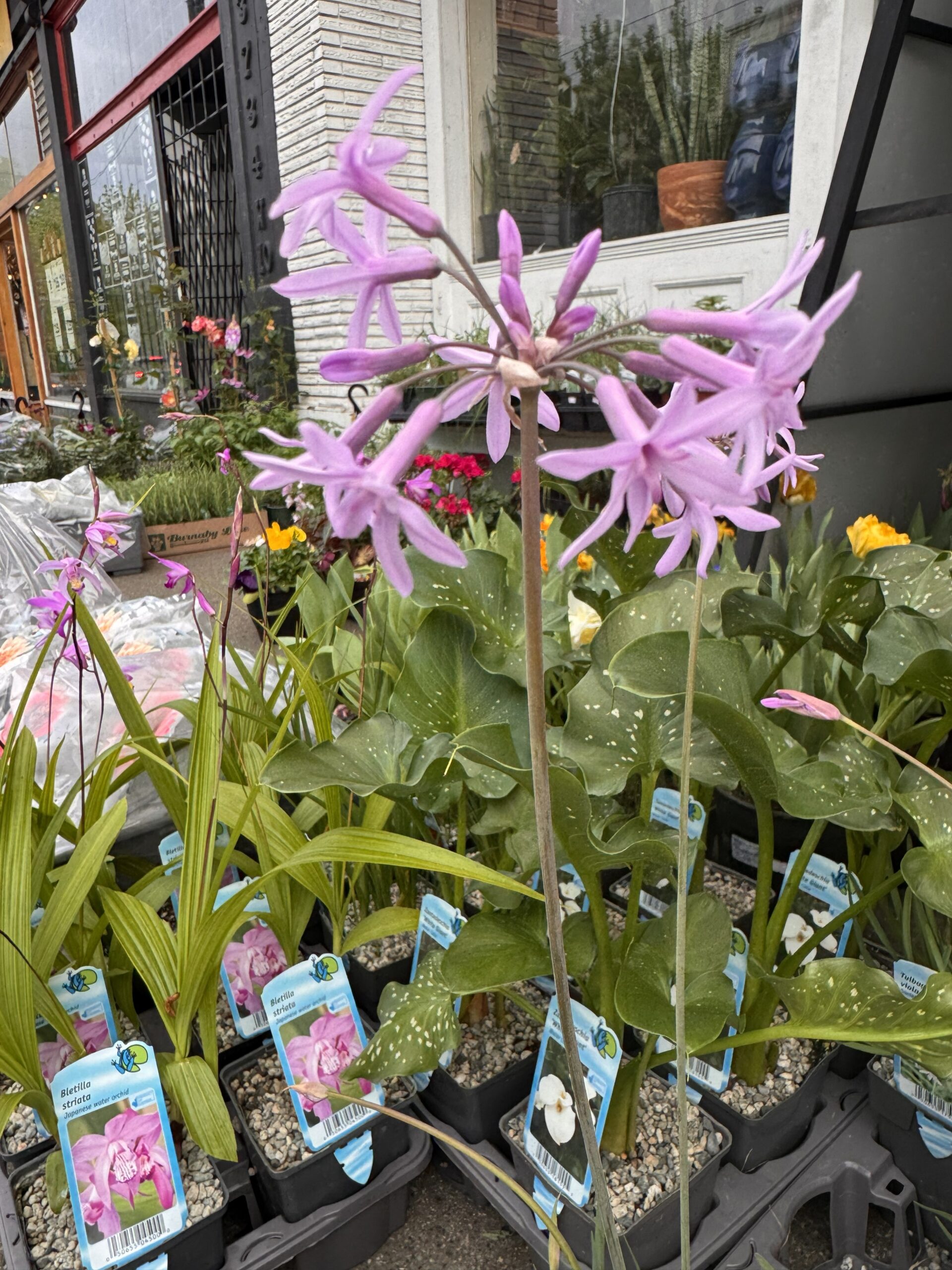 Many water plants grown in Vancouver are perennial, meaning they return year after year.
