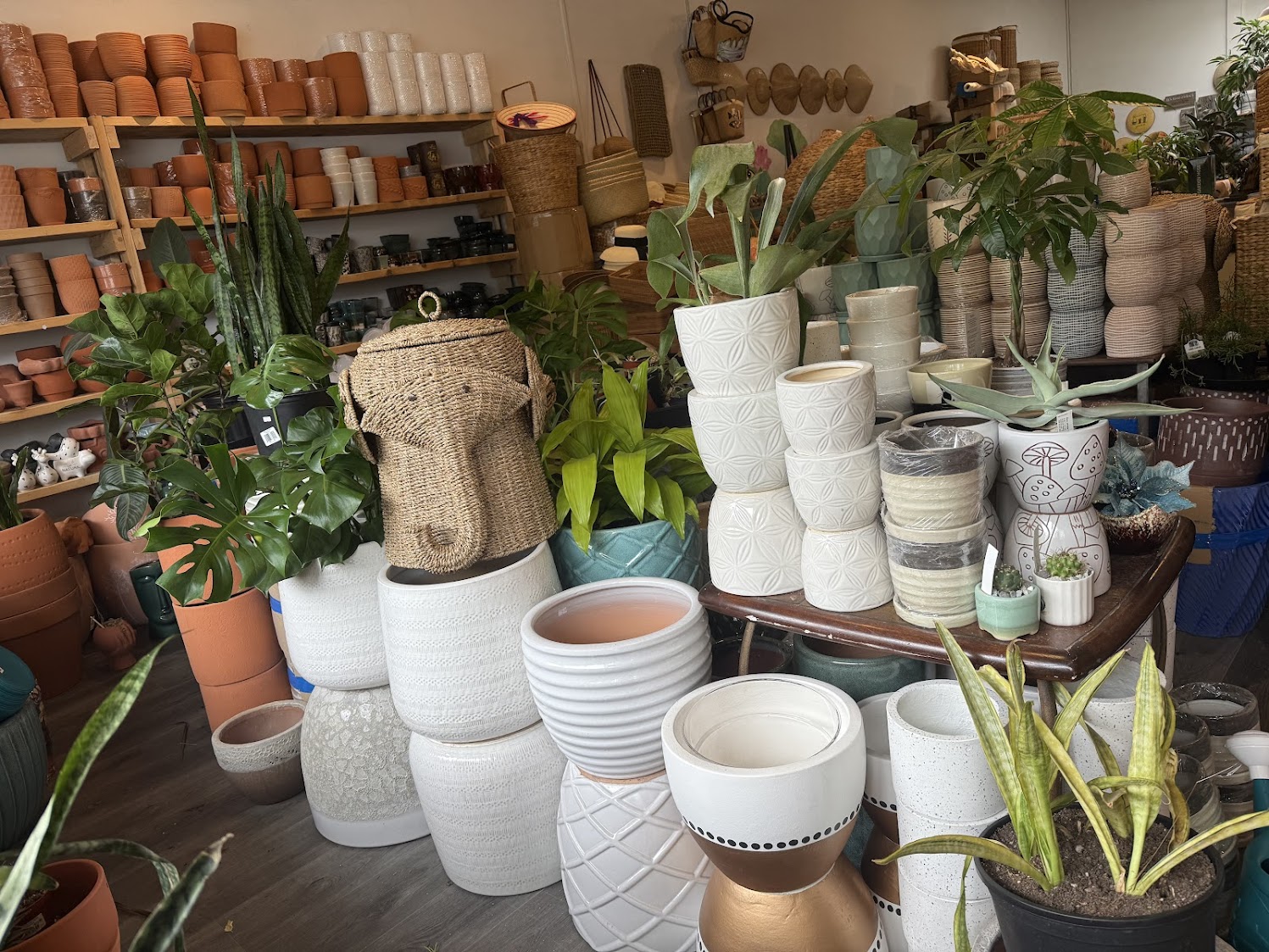 Discover Vancouver's cutest travel-proof greenery at DH Garden Centre.