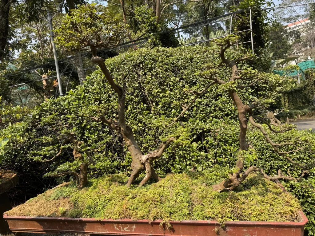 Mature bonsai tree with thick trunk and cloud-shaped canopy at Thảo Cầm Viên