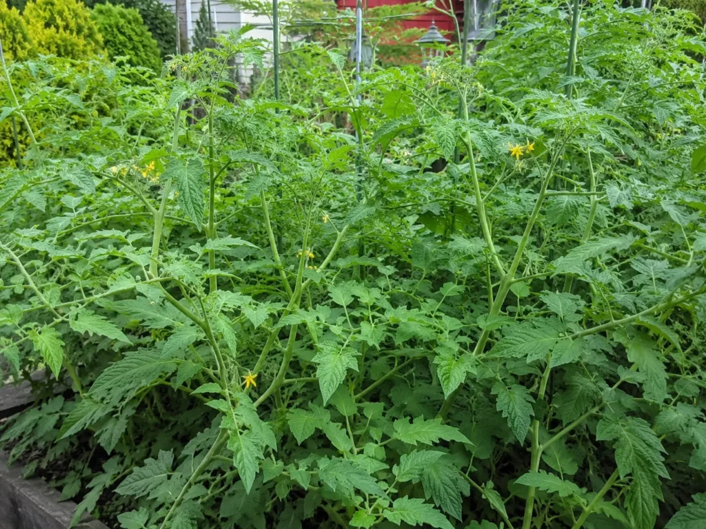 Big leafy tomato plant with lots of foliage but no fruit in a July garden bed