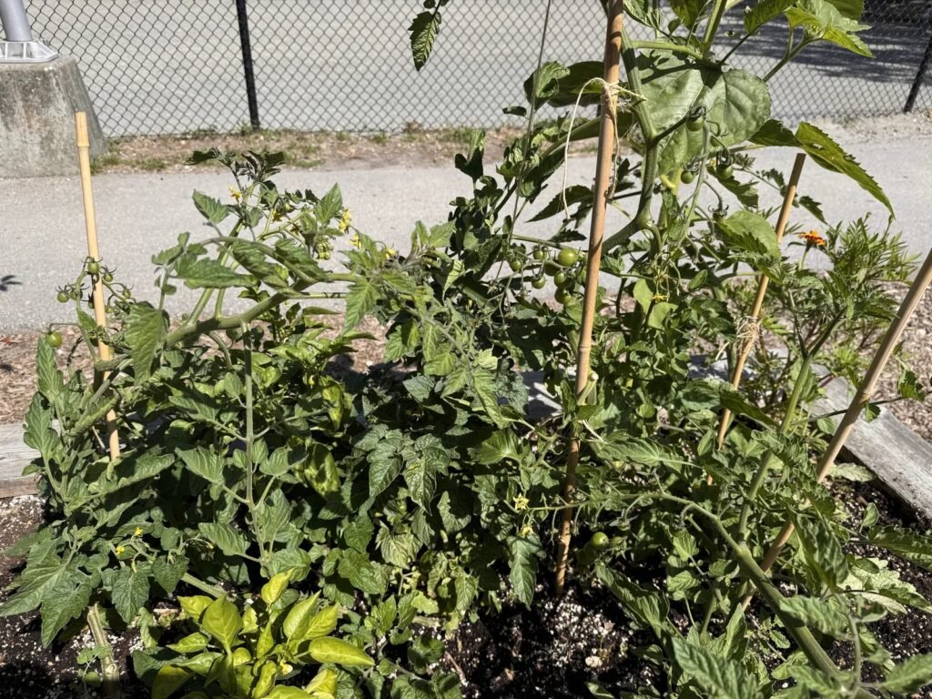 Staked tomato plants forming green fruit at DH Garden Centre in Kitsilano, Vancouver