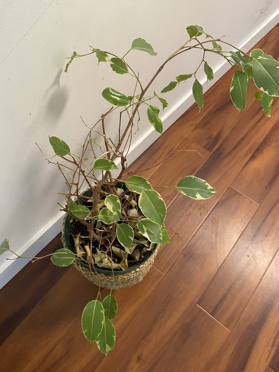 Recovering ficus benjamina with healthy green leaves after moving away from the heater
