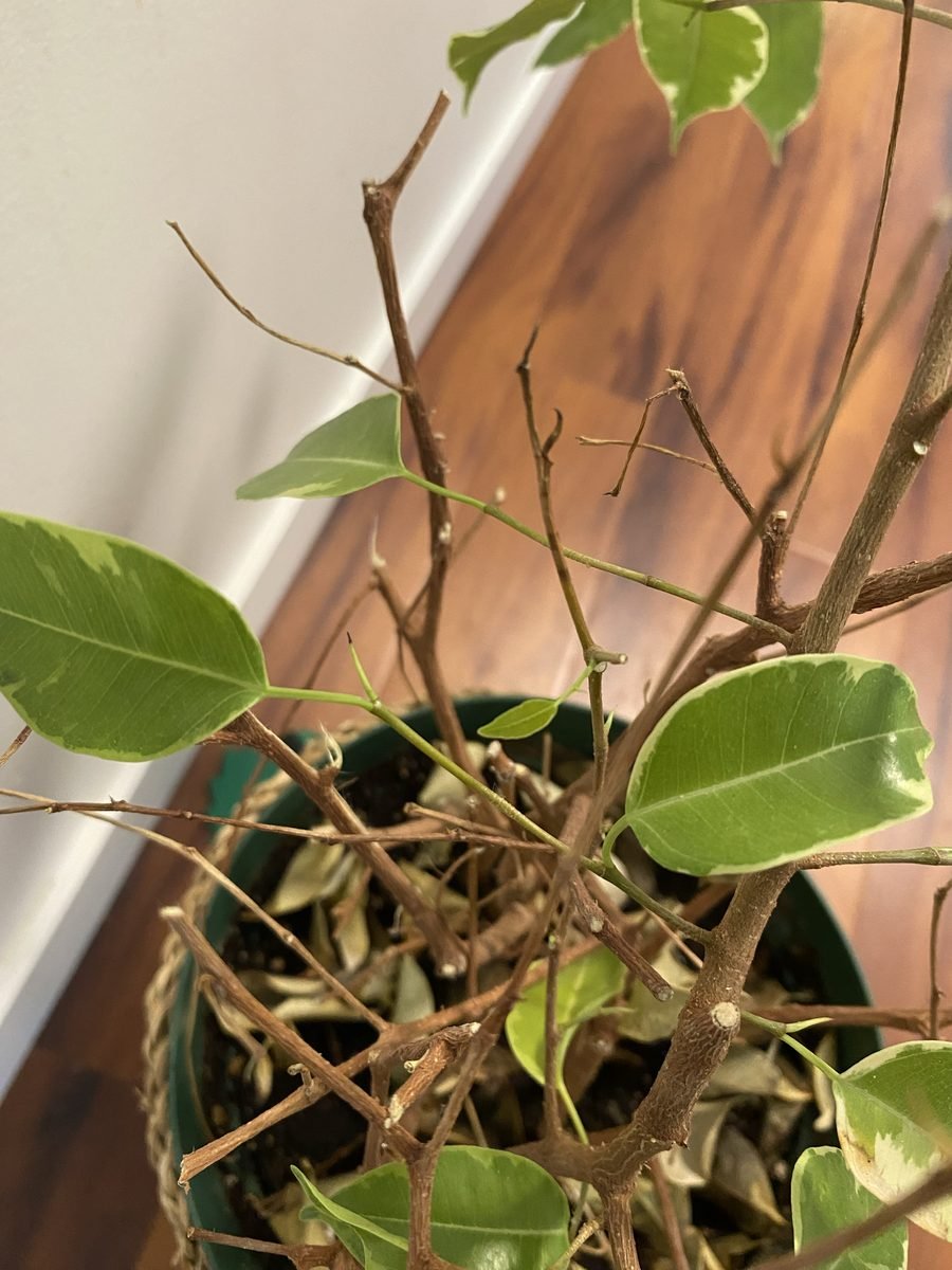 New green shoots growing on a pruned ficus branch a few days after heavy leaf drop