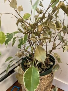 Ficus benjamina dropping leaves beside a baseboard heater, planted in a woven basket cover