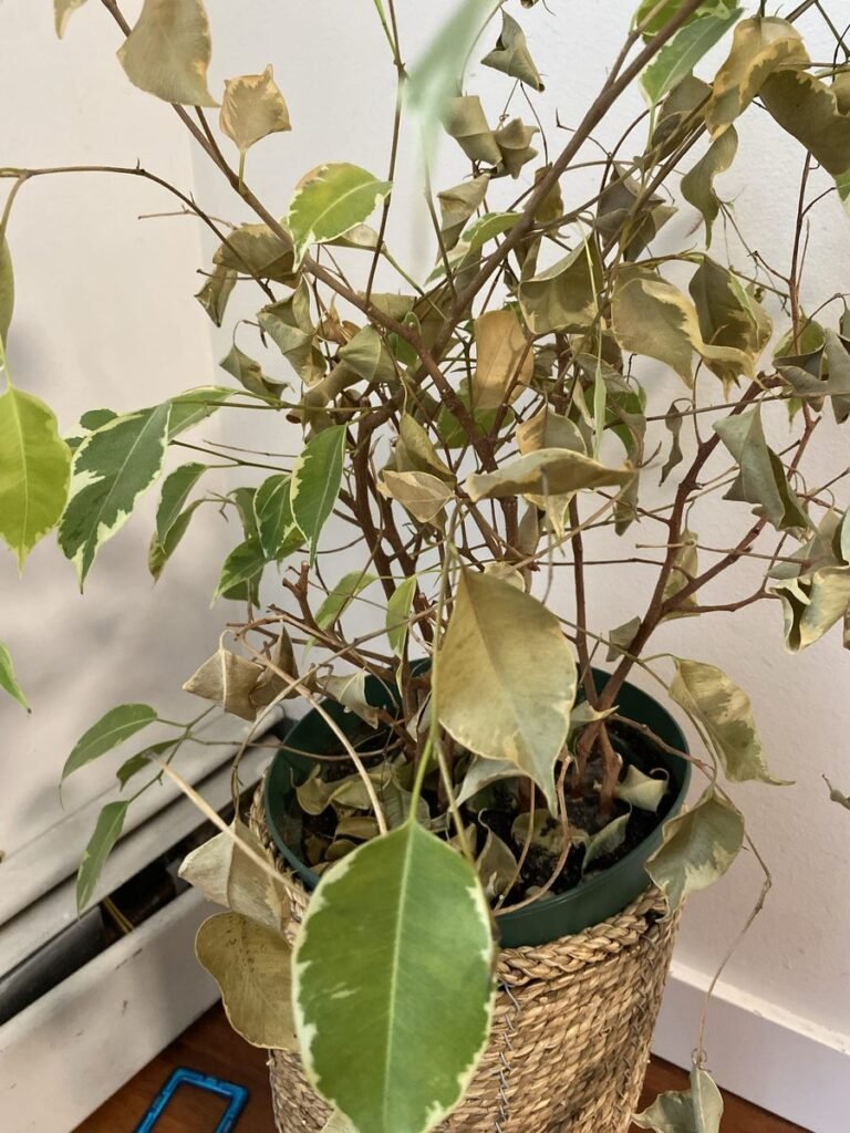 Ficus benjamina dropping leaves beside a baseboard heater, planted in a woven basket cover