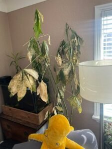 Overwatered money tree with pale, spotted, drooping leaves standing near a bright window