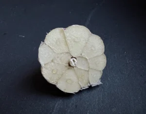 Hardneck garlic bulb cut in half, cloves fanned out around a small central stalk